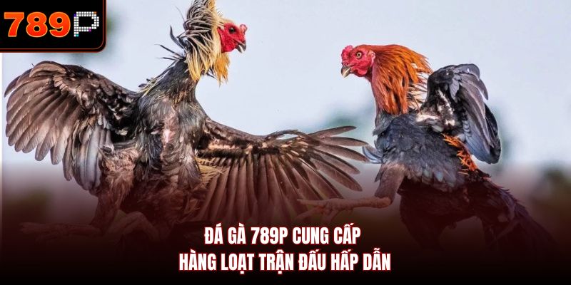 Đá gà 789P cung cấp hàng loạt trận đấu hấp dẫn