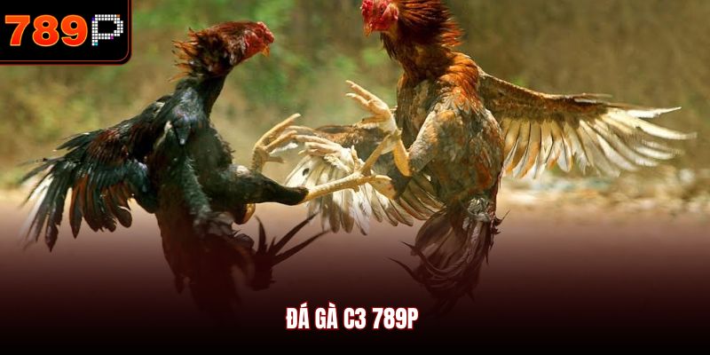 Đá Gà C3