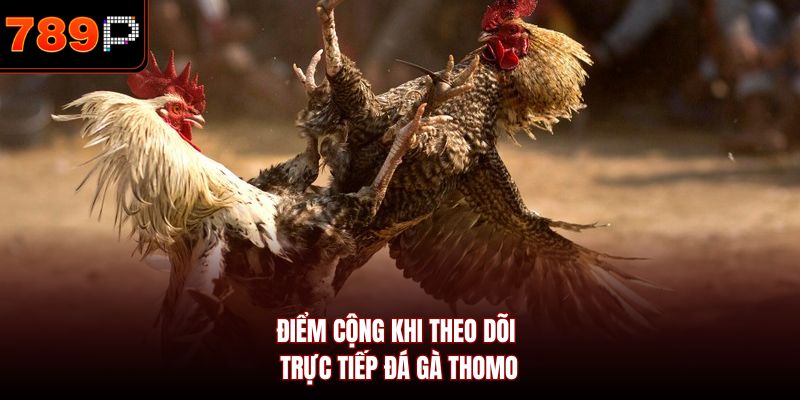 Điểm cộng khi theo dõi trực tiếp đá gà Thomo