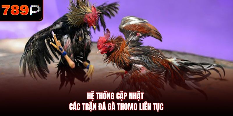 Hệ thống cập nhật các trận đá gà Thomo liên tục